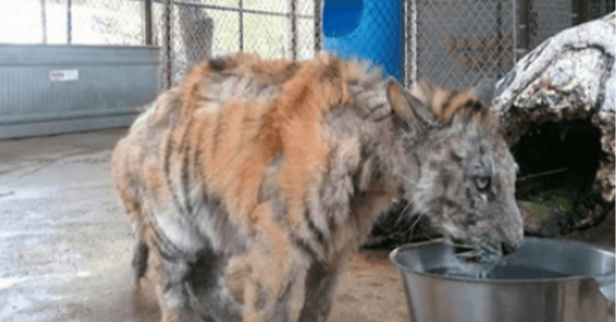 Il cucciolo di tigre trascurato viene salvato dal circo e si riprende in modo incredibile