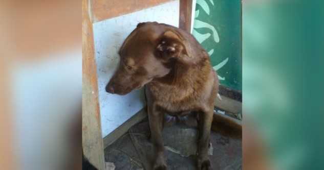 Il cane depresso è rimasto solo al rifugio per 2 anni e ha riconosciuto l'odore familiare