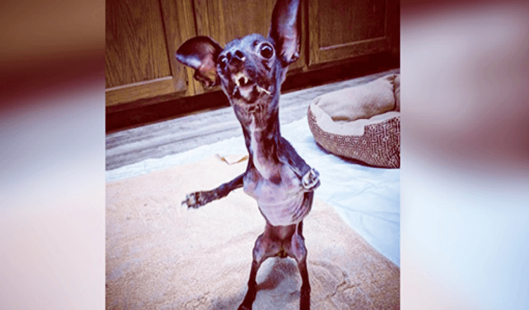 Il soccorritore di cani non riusciva a smettere di piangere dopo aver trovato un cucciolo deforme avvolto in una coperta